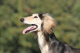 SALUKI 089